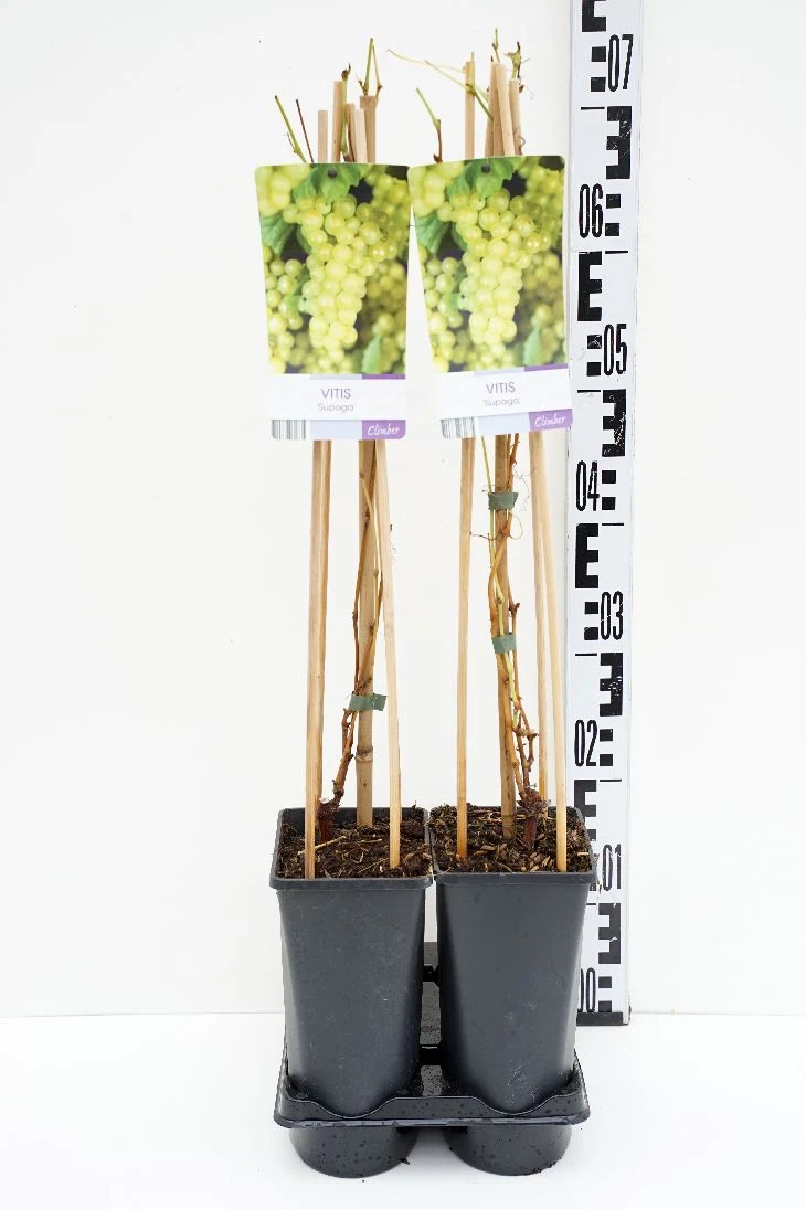 Vitis 'Supaga' C2,5 (2,5 liters kruka) 70 cm