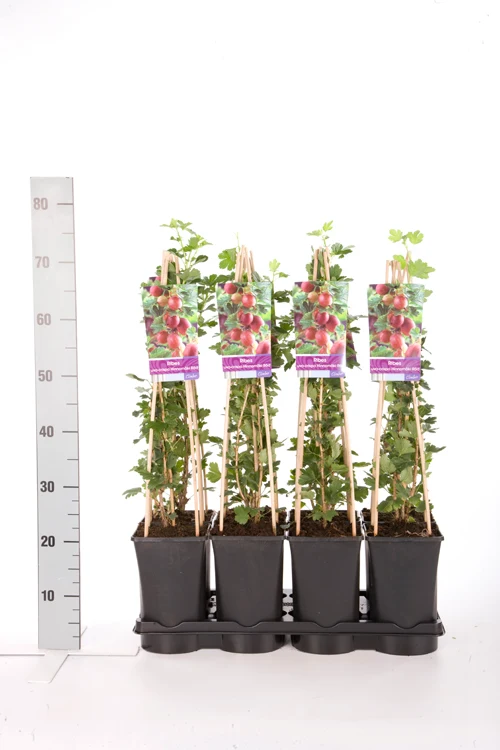 Krusbär Ribes u.-c. 'Hinnonmaki Rod' C2,5 (2,5 liters kruka) 70 cm