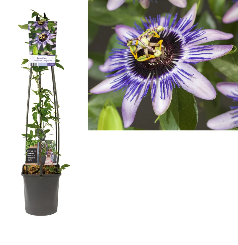 Passiflora c. 'Damsel's Delight'® C5 (5 liters kruka) 120 cm