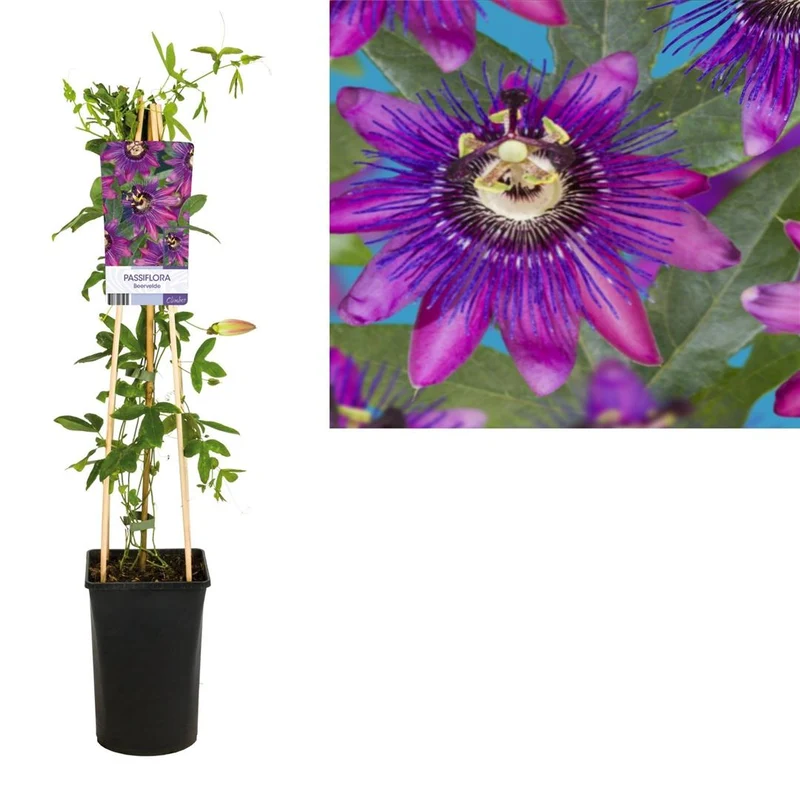 Passiflora 'Beervelde' C2,5 (2,5 liters kruka) 70 cm
