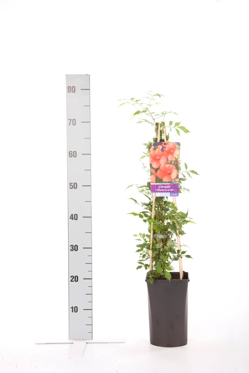 Campsis tagli. 'Mme Galen' C2,5 (2,5 liters kruka) 70 cm