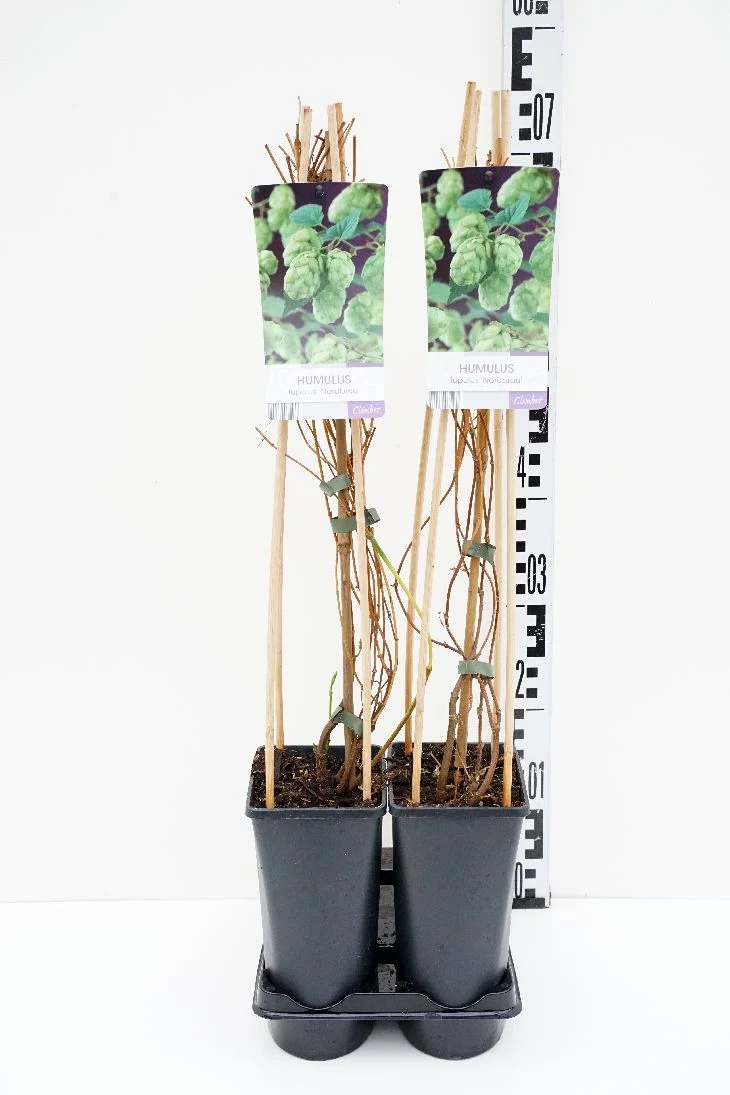 Humulus lupulus 'Nordbrau' C2,5 (2,5 liters kruka) 70 cm