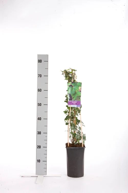 Hedera helix C2,5 (2,5 liters kruka) 70 cm