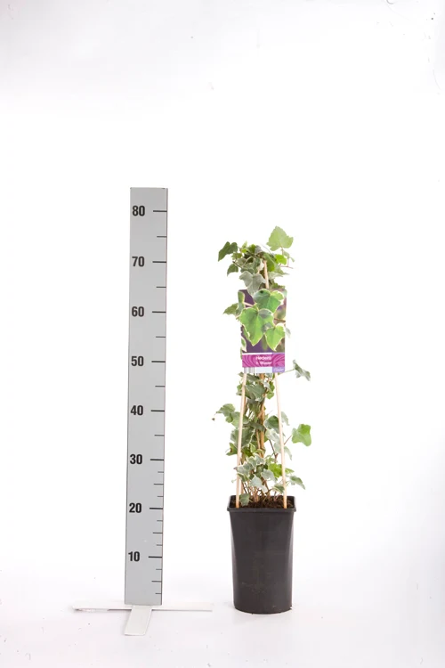 Hedera helix 'Glacier' C2,5 (2,5 liters kruka) 70 cm
