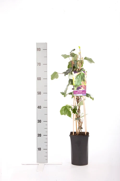 Hedera alg. 'Gloire de Marengo' C2,5 (2,5 liters kruka) 70 cm