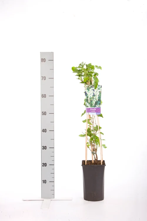 Fallopia aubertii C2,5 (2,5 liters kruka) 70 cm