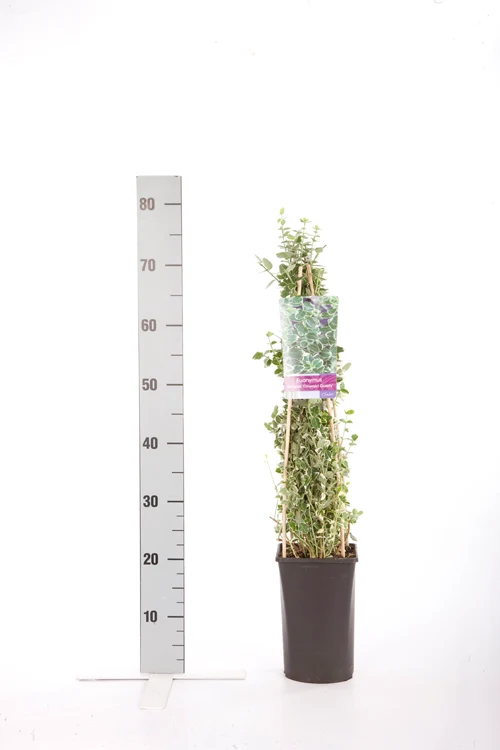 Euonymus fortunei 'Emerald Gaiety' C2,5 (2,5 liters kruka) 70 cm
