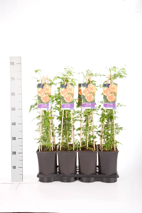 Campsis rad. 'Flava' 70 cm C2,5 (2,5 liters kruka)