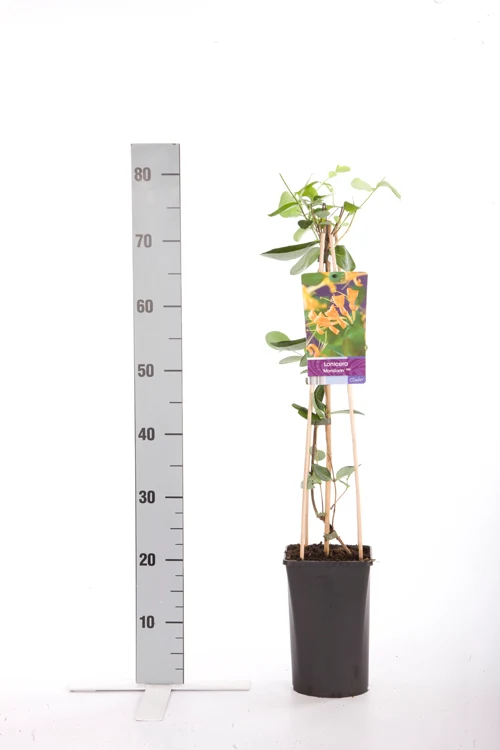 Lonicera 'Mandarin' C2,5 (2,5 liters kruka) 70 cm