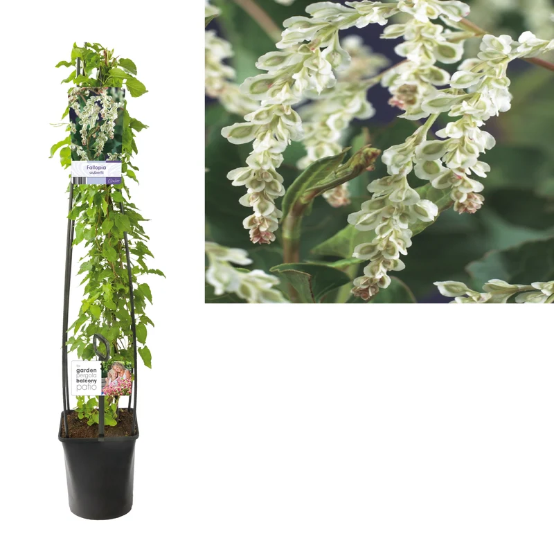 Fallopia aubertii C5 (5 liters kruka) 120 cm