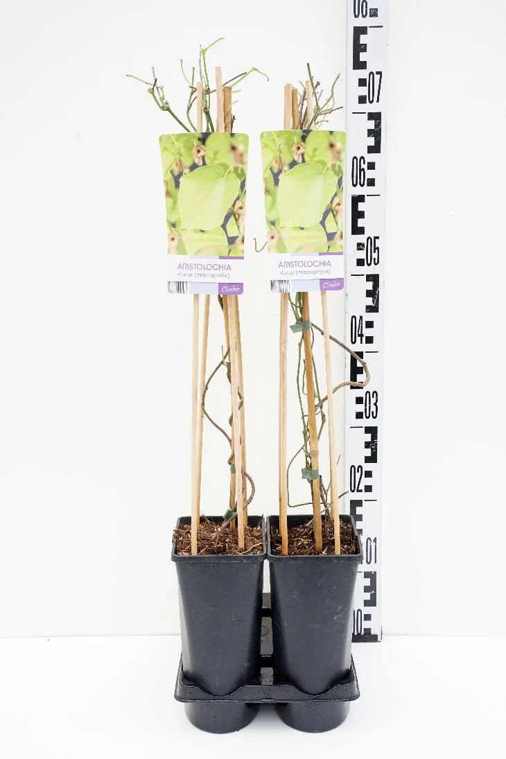 Aristolochia durior C2,5 (2,5 liters kruka) 70 cm
