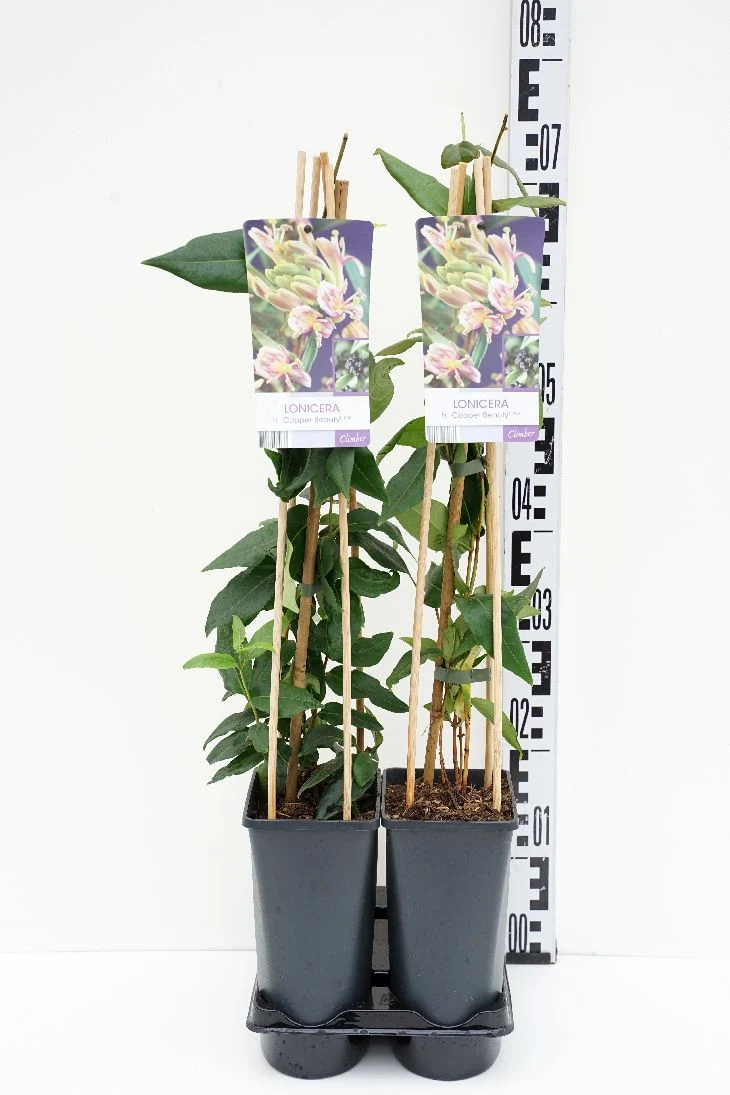 Lonicera henryi 'Copper Beauty' C2,5 (2,5 liters kruka) 70 cm