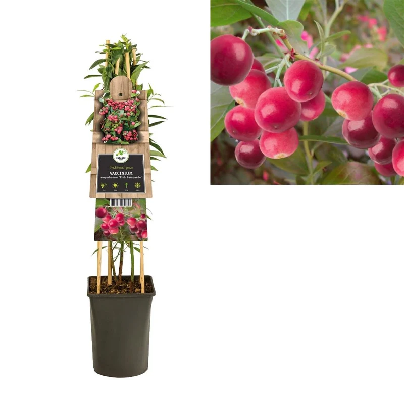 Vaccinium cor. 'Pink Lemonade'® C2,5 (2,5 liters kruka) 70 cm