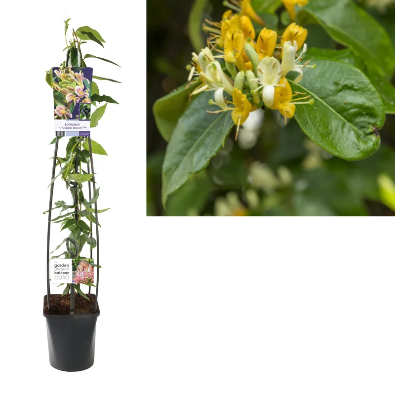Lonicera henryi 'Copper Beauty' C5 (5 liters kruka) 120 cm