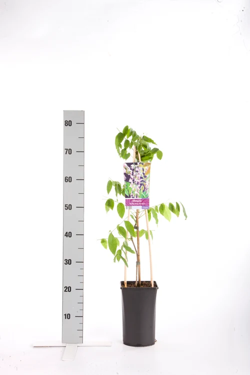 Wisteria flor. 'Rosea' C2,5 (2,5 liters kruka) 70 cm