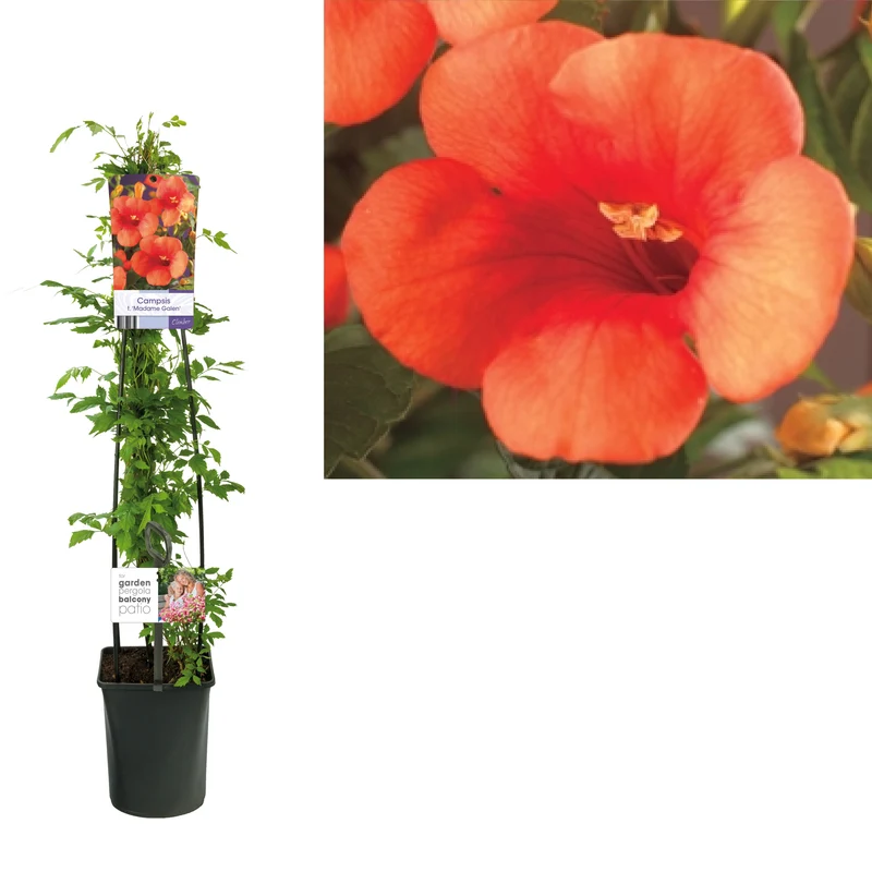Campsis tagli. 'Mme Galen' 120 cm, C5 (5 liters kruka)