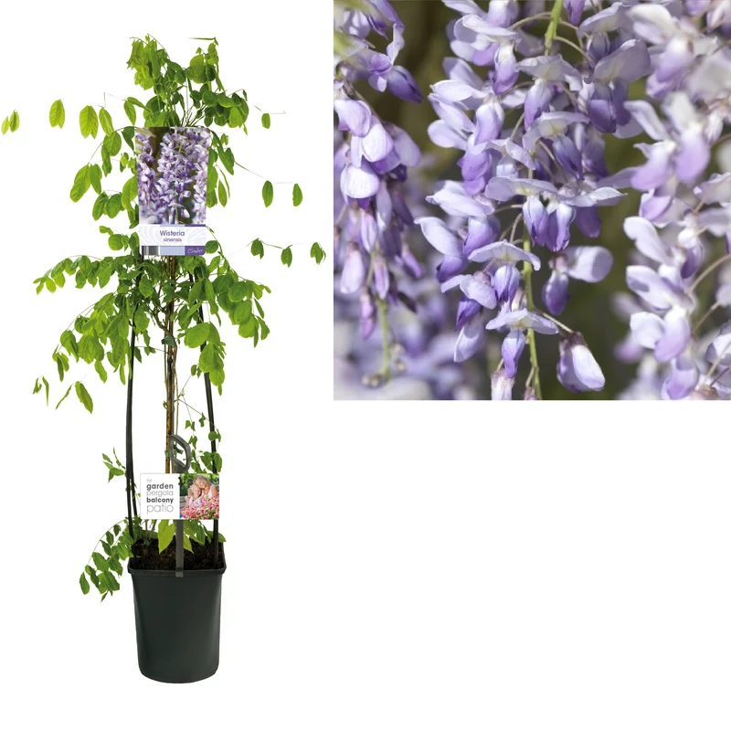 Wisteria sinensis C5 (5 liters kruka) 120 cm