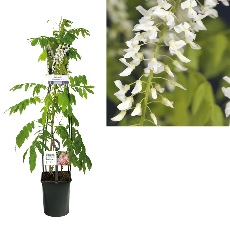 Wisteria floribunda 'Alba' C5 (5 liters kruka) 120 cm