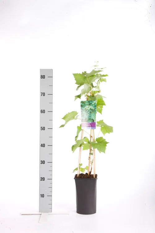 Vitis 'Riesling' C2,5 (2,5 liters kruka) 70 cm