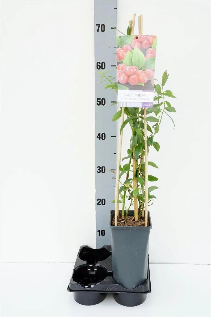 Vaccinium cor. 'Pink Berry' C2,5 (2,5 liters kruka) 70 cm