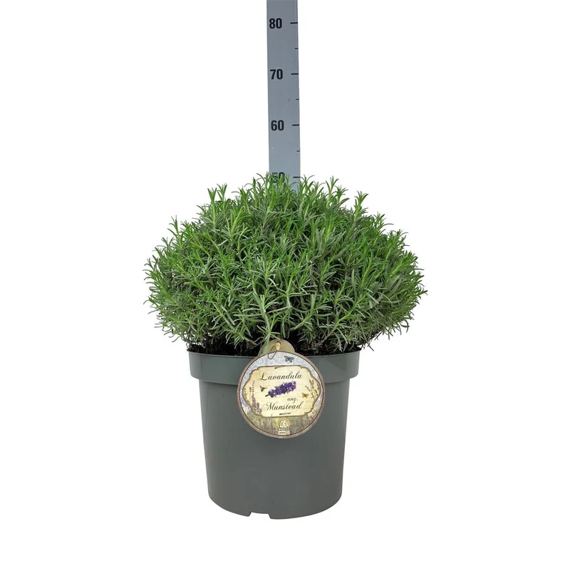 Lavandula angustifolia 'Munstead' 30-35 cm klot C7,5 (7,5 liters kruka)
