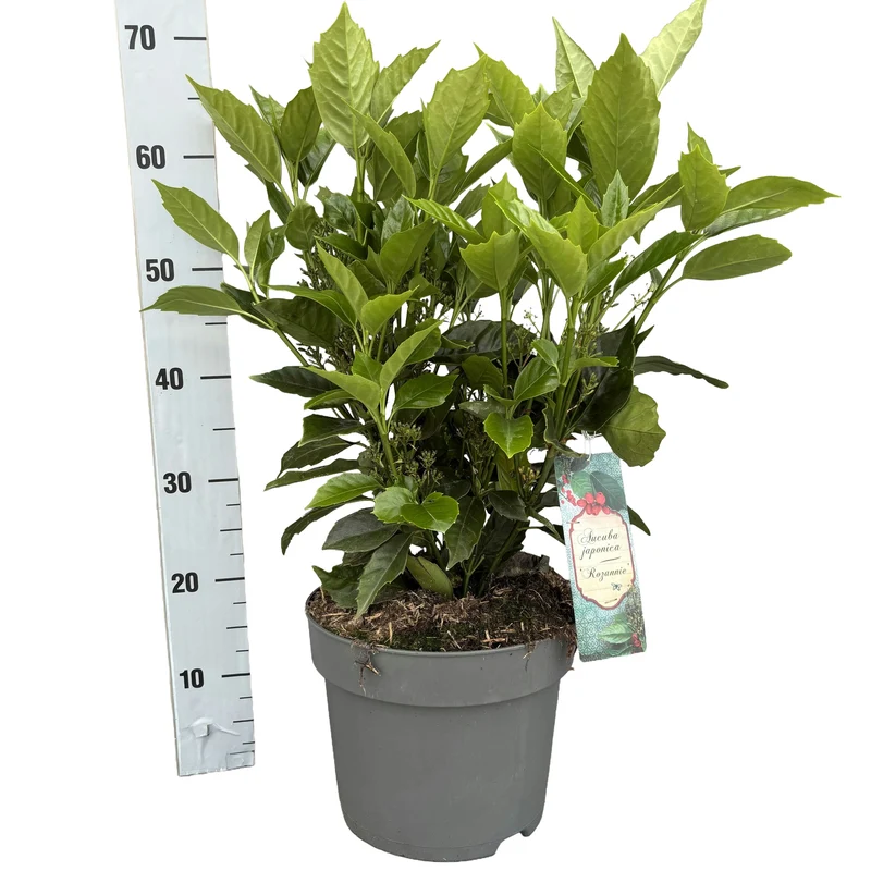 Aucuba jap. 'Rozannie' C7,5 (7,5 liters kruka) 50-60 cm