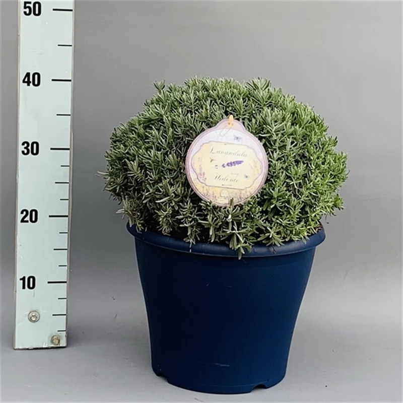 Lavandula angustifolia 'Hidcote' 30-40 cm klot C10 (10 liters kruka)