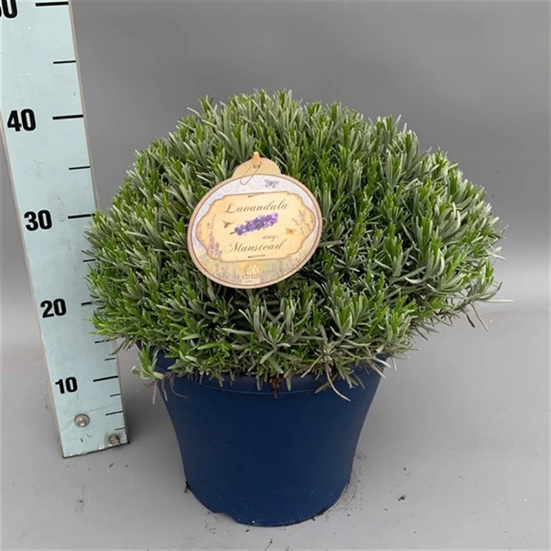 Lavandula ang. 'Munstead' klot 30-40 cm C10 (10 liters kruka)