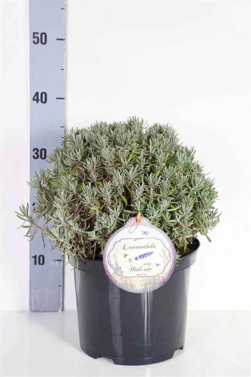 Lavandula ang. 'Hidcote' 25-30 cm klot C5 (5 liters kruka)