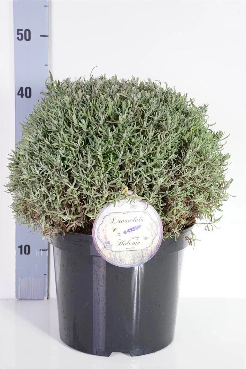 Lavandula angustifolia 'Hidcote' 30-35 cm klot, C7,5 (7,5 liters kruka)