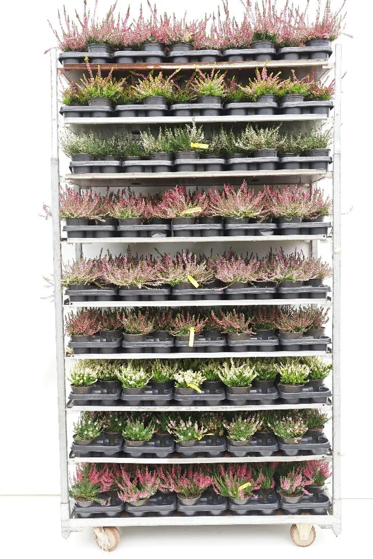 Calluna i sorter - 12 cm kruka