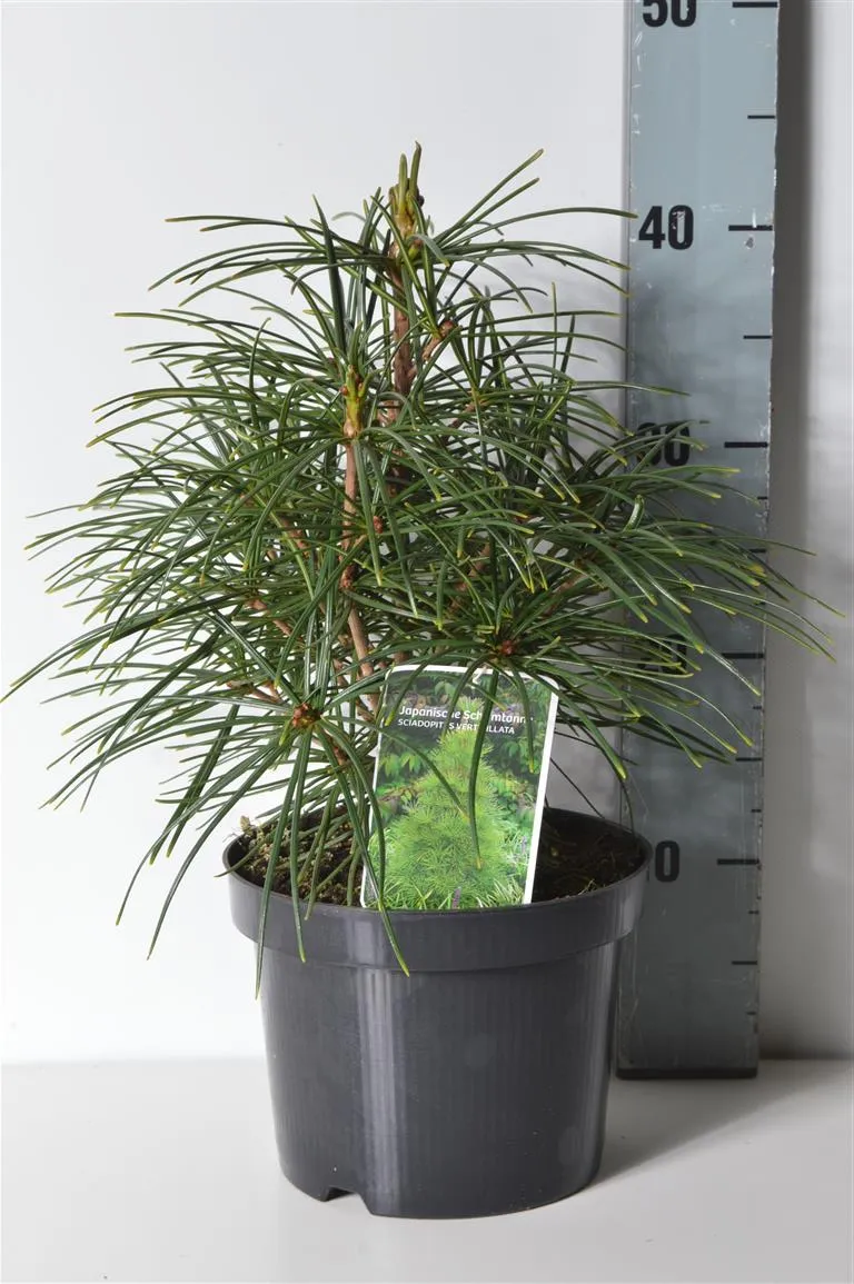 Sciadopitys verticillata C3 (3 liters kruka) 30-35 cm