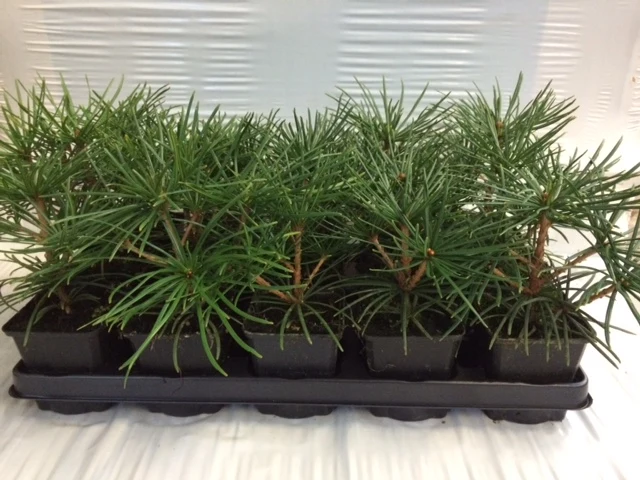 Sciadopitys verticillata 9 cm kruka