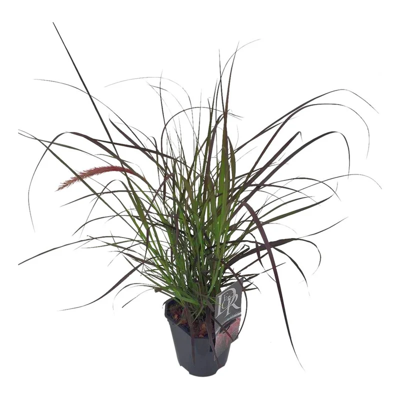 Pennisetum advena 'Rubrum' C2 (2 liters kruka) / 17 cm kruka