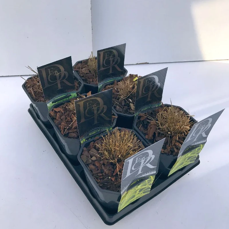 Hakonechloa mix i brätte C2 (2 liters kruka) / 17 cm kruka