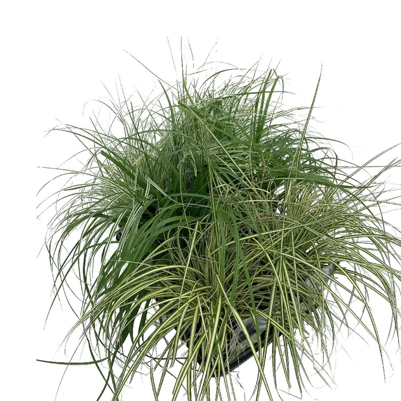 Carex i sorter (mix) C2 (2 liters kruka)