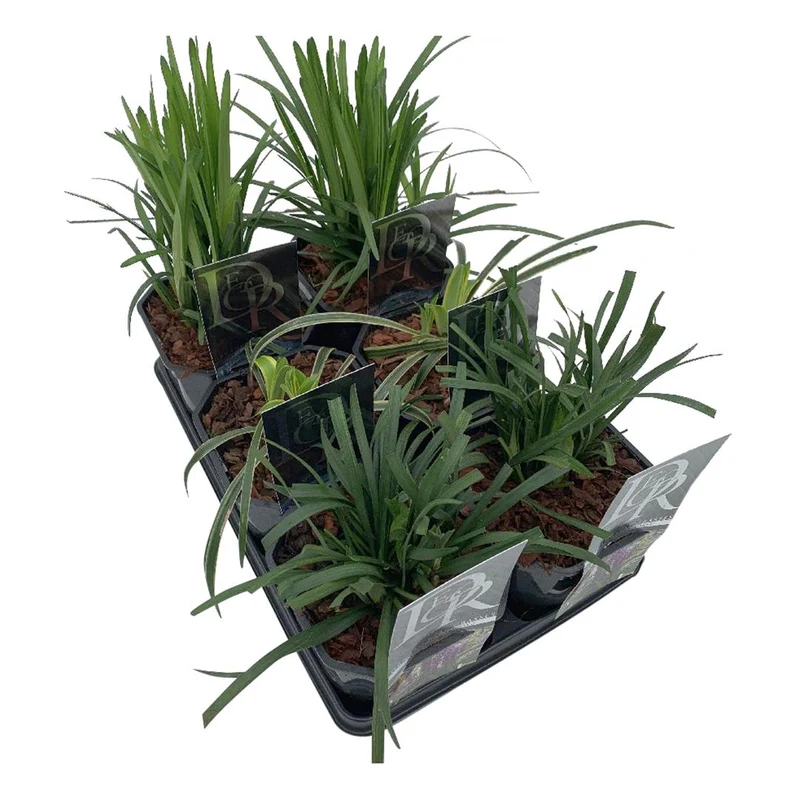 Liriope, blandade sorter (mix i brätte) C2 (2 liters kruka) / 17 cm kruka