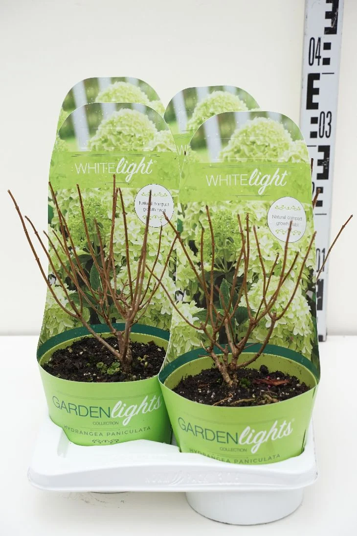 Hydrangea pan. 'Garden Lights'® C2 (2 liters kruka / 17 cm kruka)