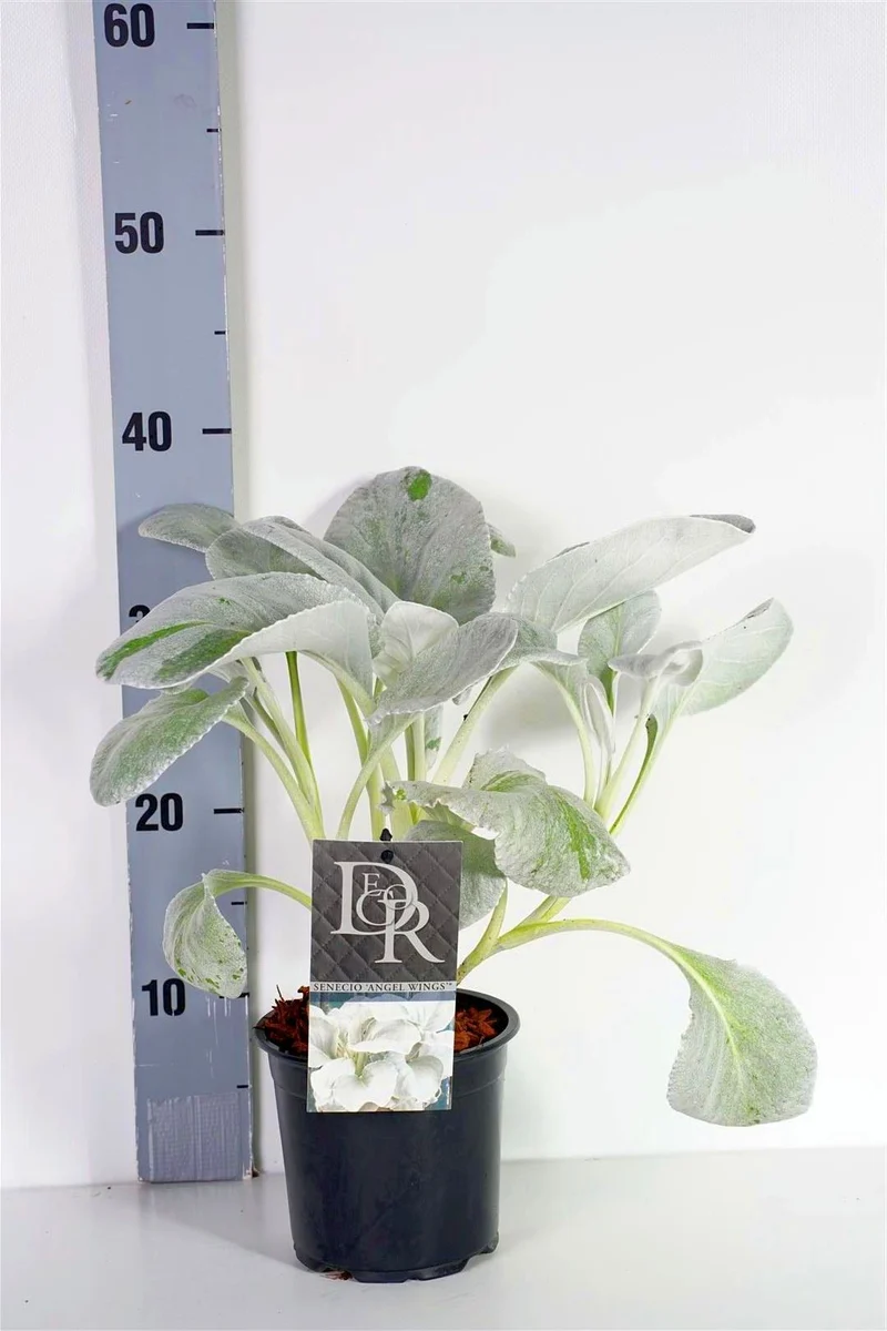 Senecio 'Angel Wings' C1 (1 liters kruka) / 13 cm kruka