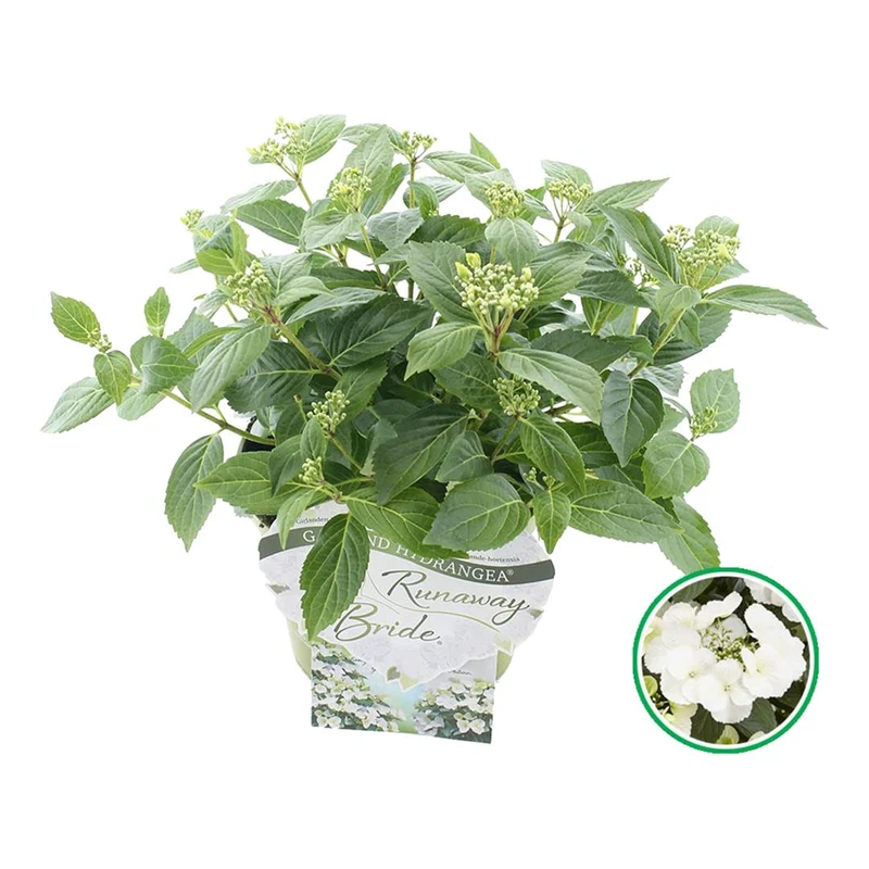 Hydrangea m. 'Runaway Bride'® C3 (3 liters kruka) / 19 cm kruka 25-30 cm