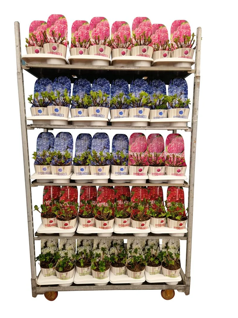 Hydrangea m. i olika sorter C2 (2 liters kruka) med ytterkruka