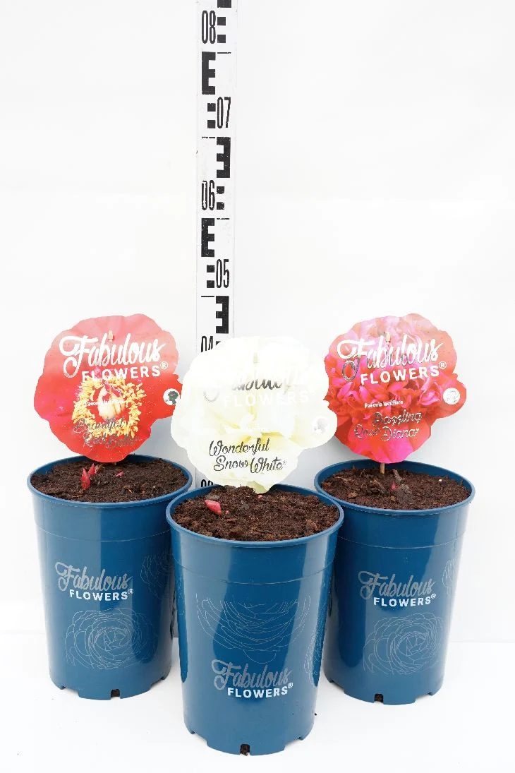 Paeonia l. 'Fabulous Flowers' C7,5 (7,5 liters kruka)