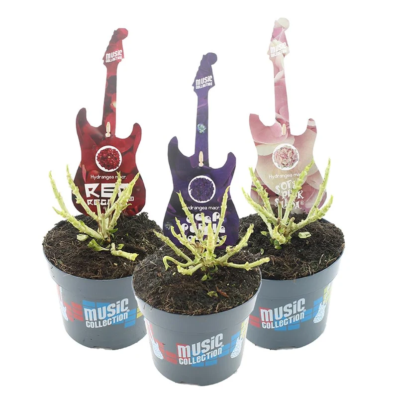 Hydrangea mix Music Collection C2 (2 liters kruka) / 17 cm kruka
