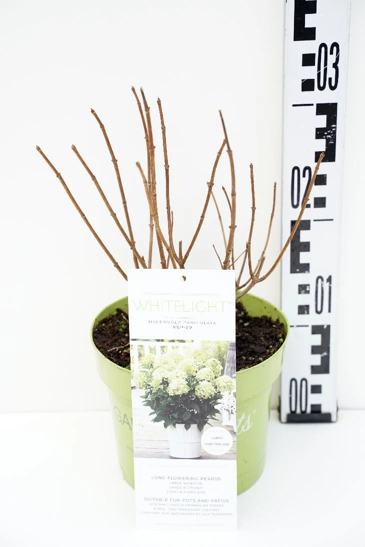 Hydrangea pan. 'Garden Lights'® C2 (2 liters kruka)