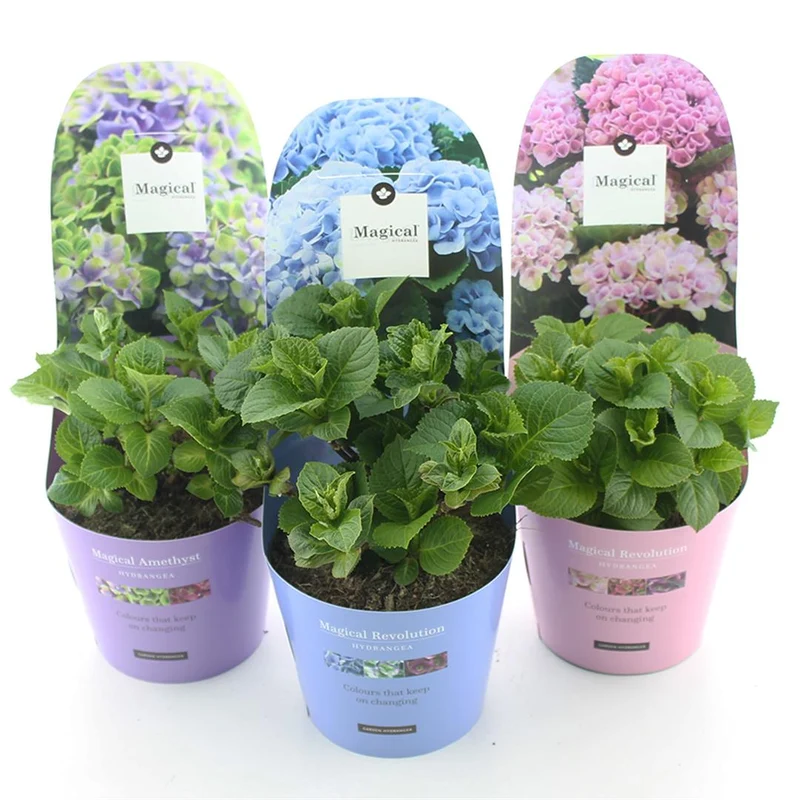 Hydrangea Magical Four Seasons mix - C2 (2 liters kruka / 17 cm kruka) med ytterkruka