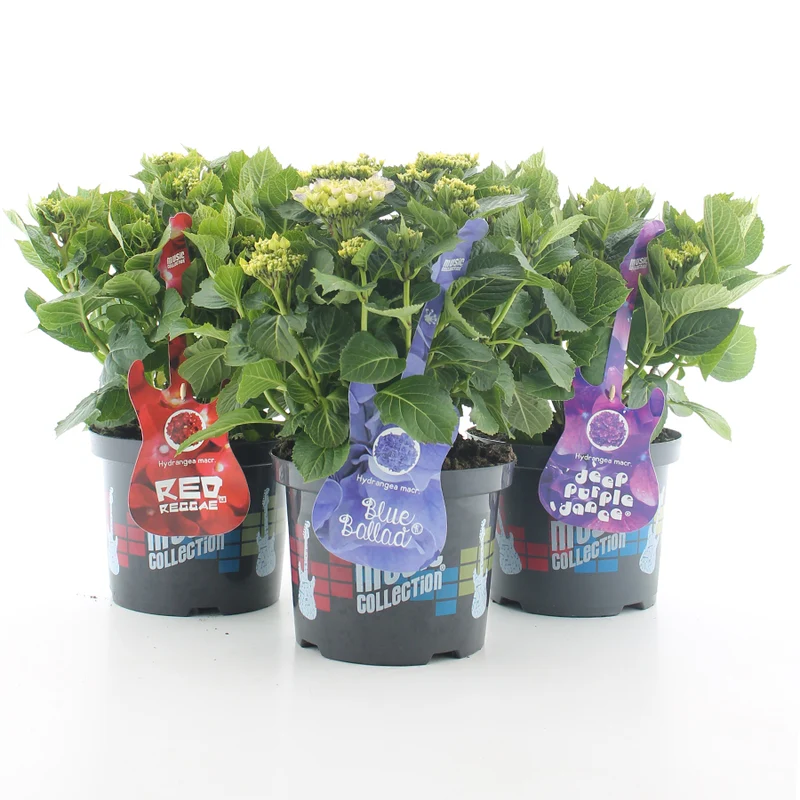 Hydrangea mix Magical Four Seasons C5 (5 liters kruka) 30-40 cm