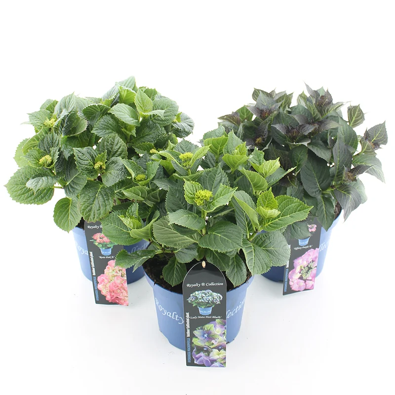 Hydrangea m. 'Royalty Collection'® C5 (5 liters kruka) 30-40 cm