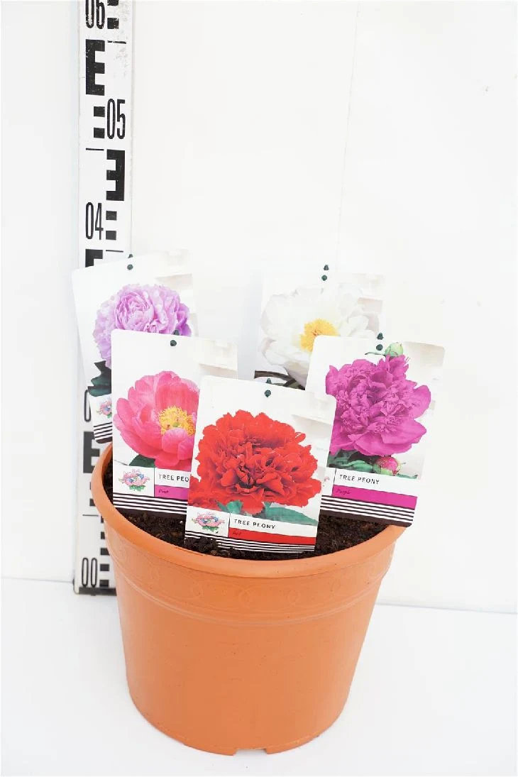 Paeonia suffruticosa i sorter C12 (12 liters kruka) 40-50 cm