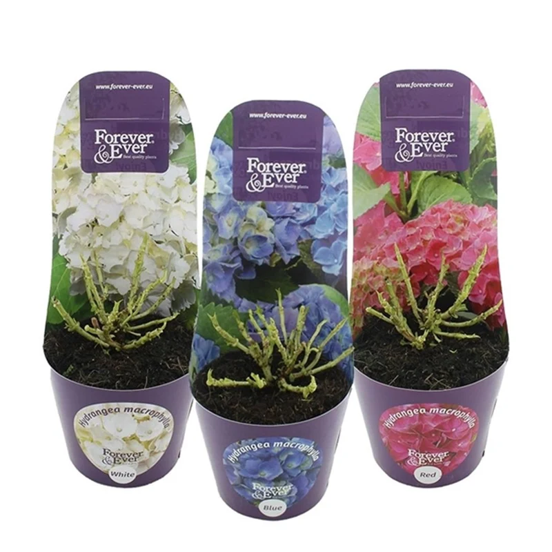 Hydrangea m. 'Forever&Ever'® Hortbux i sorter - C2 (2 liters kruka) med krukskydd