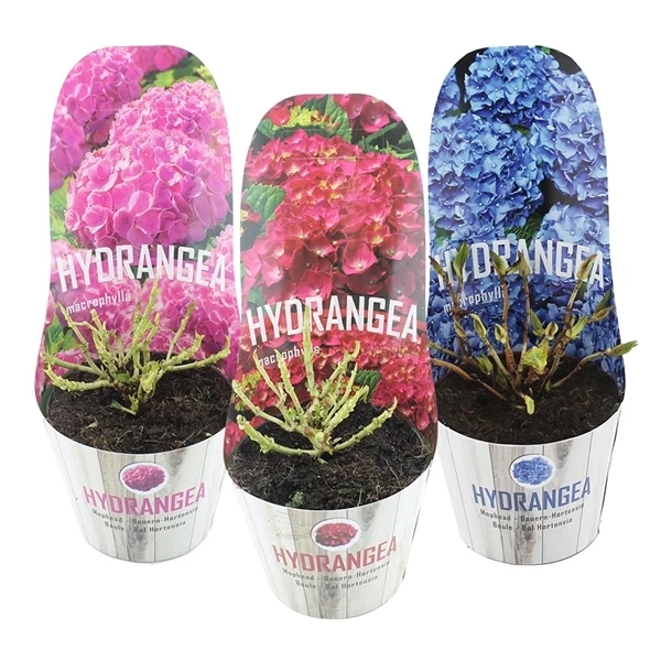 Hydrangea m. 'Teller' mix C2 (2 liters kruka) med potcover